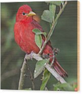 Summer Tanager Wood Print