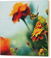 Tagetes And Buterfly Fly Away  #2 Wood Print