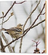 Warbler Calls Wood Print