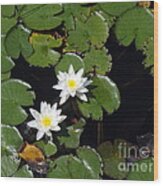 2 Water Lily Wood Print