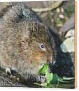 Water Vole #2 Wood Print