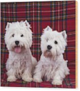 West Highland White Terriers #2 Wood Print