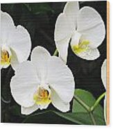 White Orchids #2 Wood Print