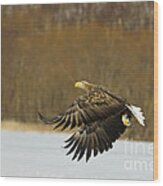 White-tailed Eagle #2 Wood Print
