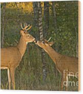 White-tailed Deer #45 Wood Print