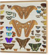 Wallace Collection Butterfly Specimens #23 Wood Print