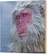 Japanese Macaque #24 Wood Print