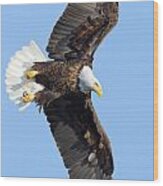 Bald Eagle #248 Wood Print