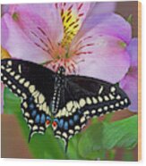 Black Swallowtail Butterfly, Papilio #26 Wood Print