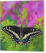 Black Swallowtail Butterfly, Papilio #27 Wood Print