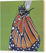 Queen Butterfly #27 Wood Print