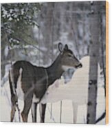 Albino And Normal White-tailed Deer Wood Print