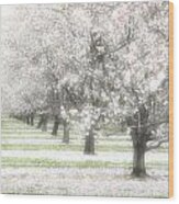 Almond Orchard #3 Wood Print