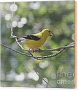 American Goldfinch #3 Wood Print