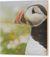 Atlantic Puffin In Breeding Plumage #3 Wood Print