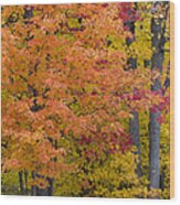 Autumn Forest #3 Wood Print