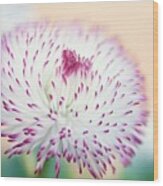 Bellis Perennis 'habanera White With Red Tips' #3 Wood Print