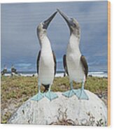 Blue-footed Booby Pair Courting #3 Wood Print