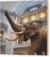 Bull Elephant In Natural History Rotunda Wood Print