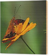 Butterfly #3 Wood Print