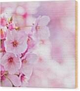 Cherry Blossoms #3 Wood Print