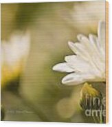 Chrysanthemum Flowers #4 Wood Print
