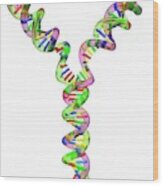 Dna Replication #3 Wood Print