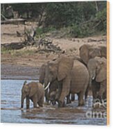 Elephants Crossing The River #3 Wood Print