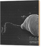 Euglena Sem #3 Wood Print