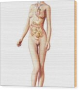 Female Anatomy #3 Wood Print