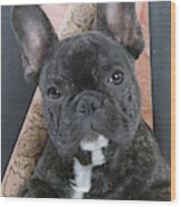 French Bulldog Puppy #3 Wood Print