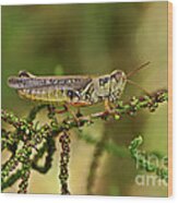 Grasshopper #3 Wood Print