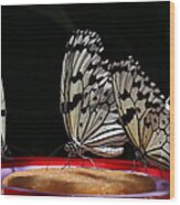 3 Idea Leuconoe Butterflies Feeding Wood Print
