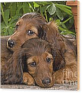 Long-haired Dachshunds Wood Print
