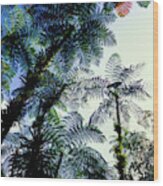 Low Angle View Of West Indian Treefern #3 Wood Print