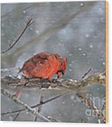 Male Northern  Cardinal #3 Wood Print