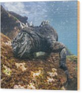 Marine Iguana Feeding On Algae Punta Wood Print
