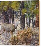 Mule Deer #3 Wood Print