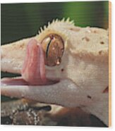 New Caledonian Crested Gecko #3 Wood Print