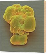 Pluripotent Stem Cells #3 Wood Print