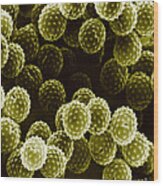 Ragweed Pollen Sem #3 Wood Print