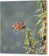 Red Dragonfly #3 Wood Print