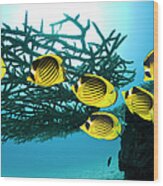 Red Sea Raccoon Butterflyfish #3 Wood Print