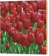 Red Tulips Wood Print