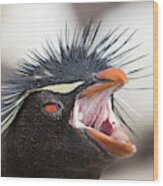Rockhopper Penguin (eudyptes Chrysocome #3 Wood Print