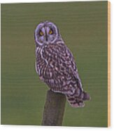 Short Eared Owl  #3 Wood Print