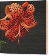 Tiger Lily #3 Wood Print