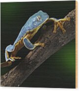 Tree Frog Climbing #3 Wood Print