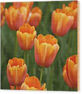 Tulip Flower Garden Japan #3 Wood Print