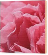 Watermelon Pink Carnation #1 Wood Print